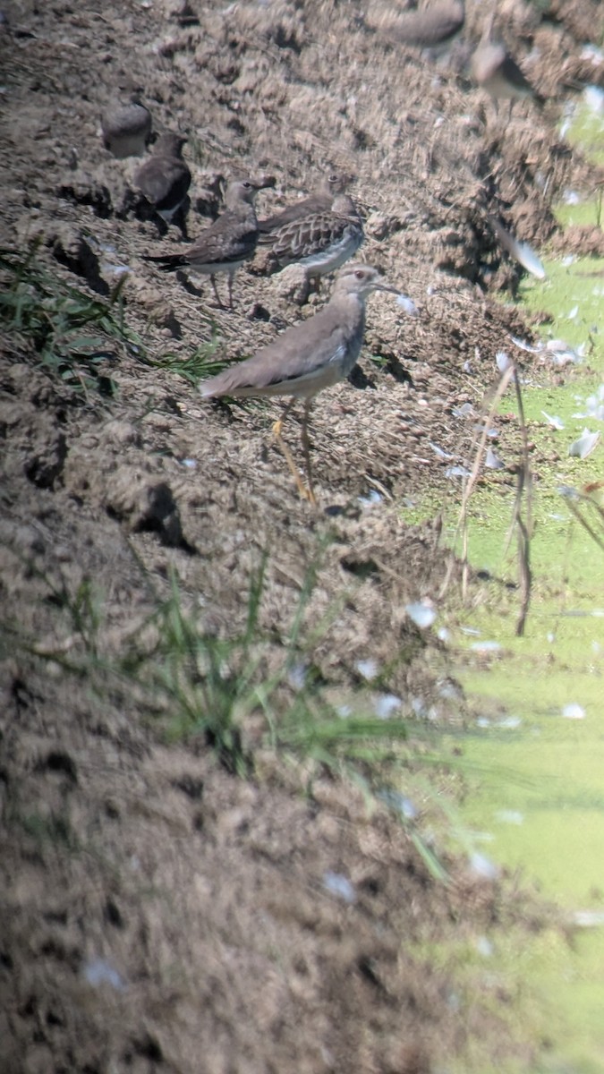 Pavoncella codabianca - ML641051364