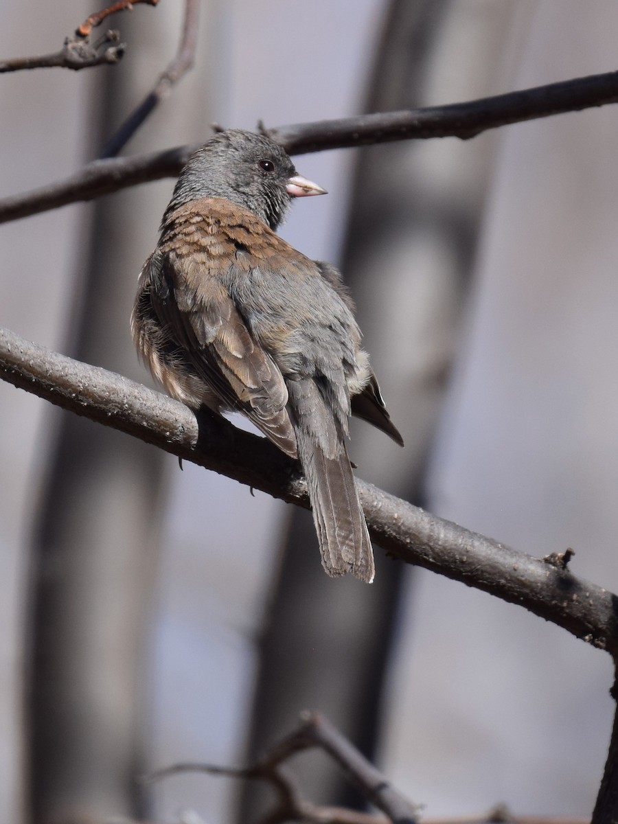 Junco ardoisé - ML641051406