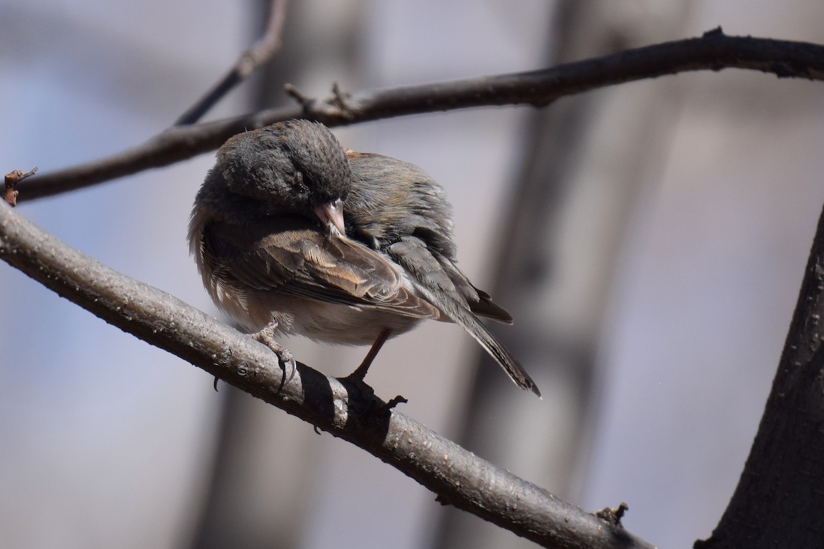 Junco ardoisé - ML641051407