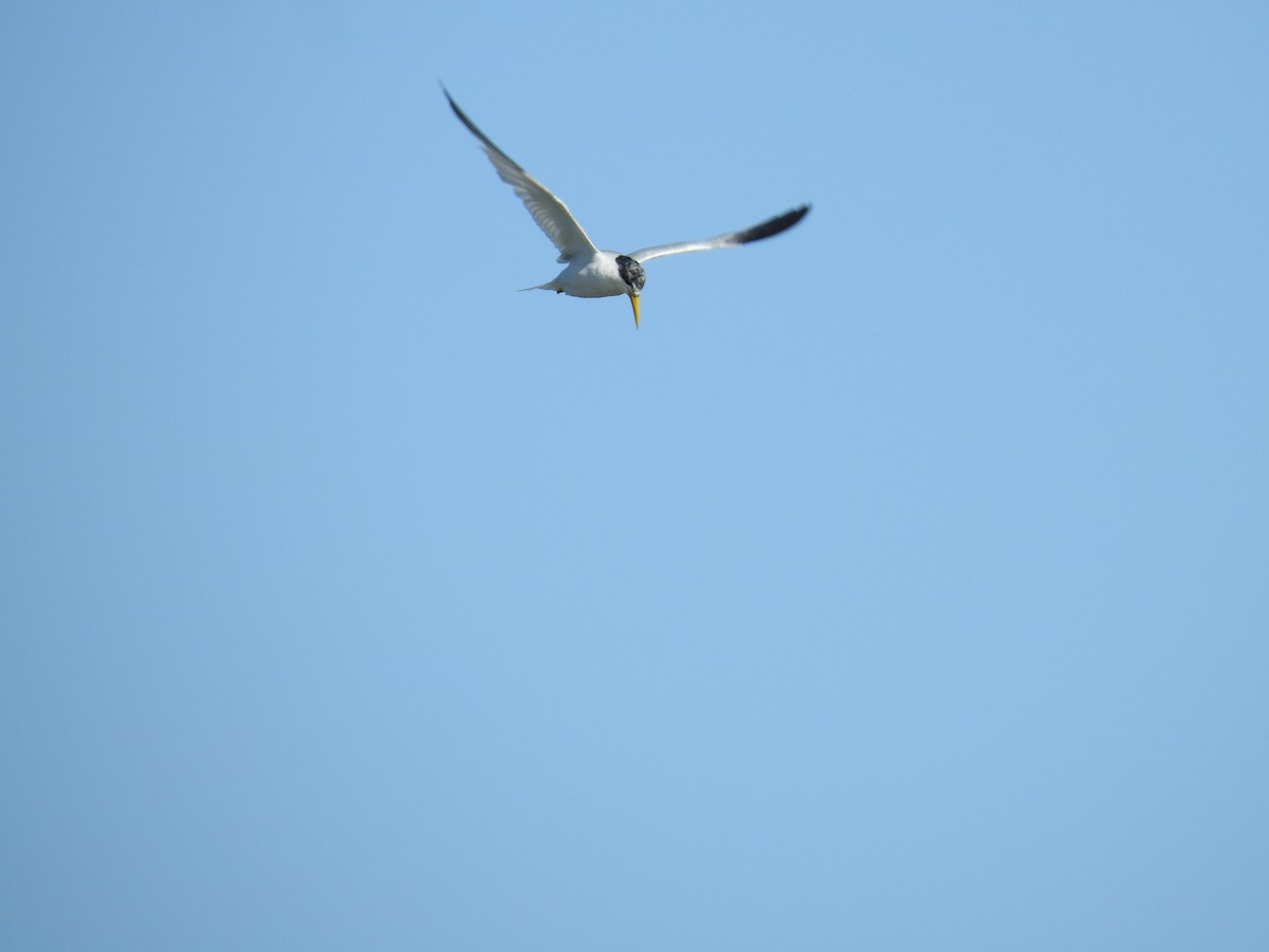 Yellow-billed Tern - ML641051409