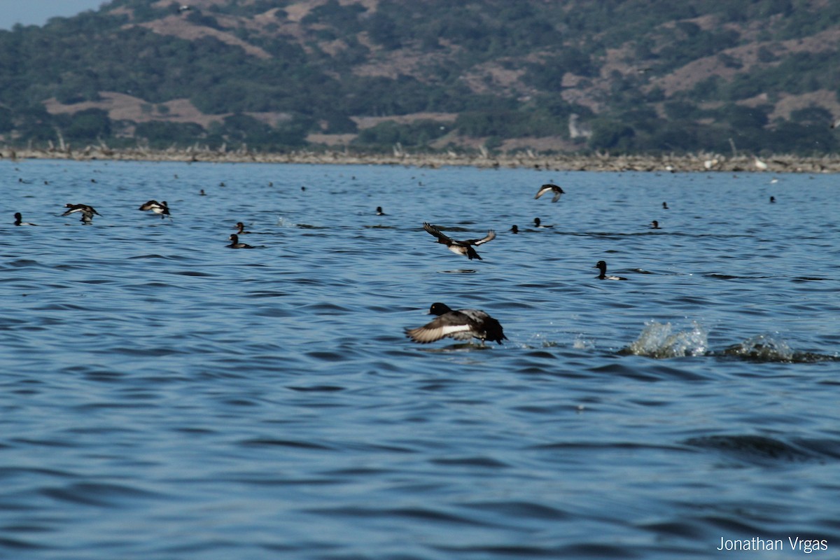 Lesser Scaup - ML64105141