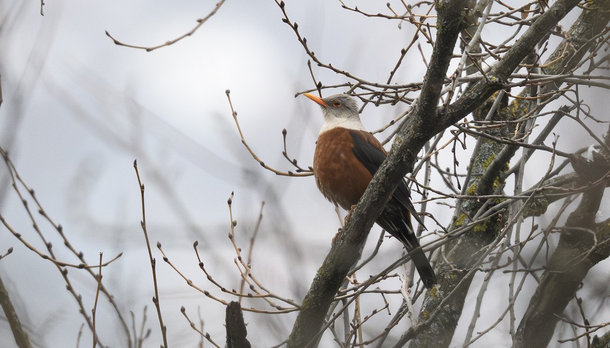 Chestnut Thrush - ML641051415