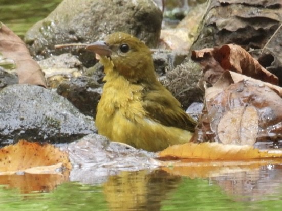Summer Tanager - ML641051420