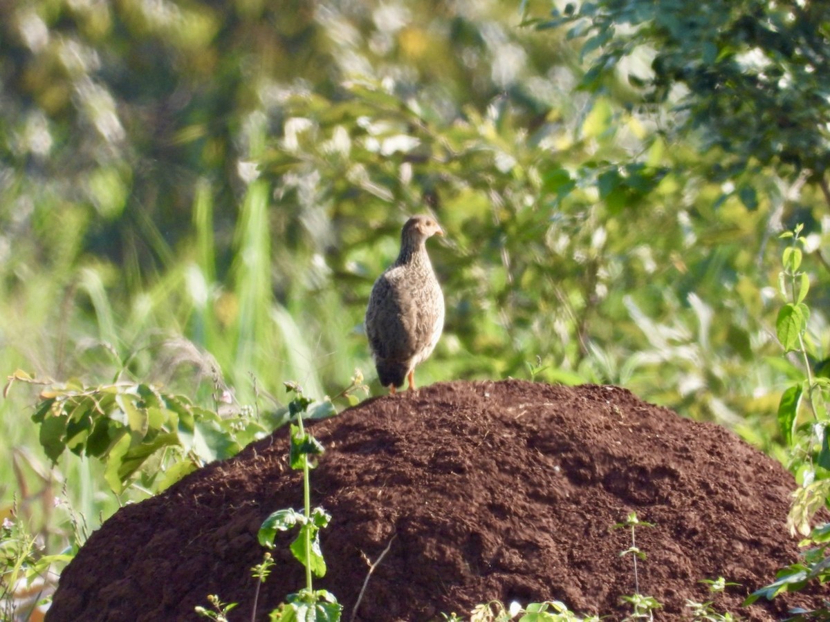 Heuglin's Spurfowl - ML641051429