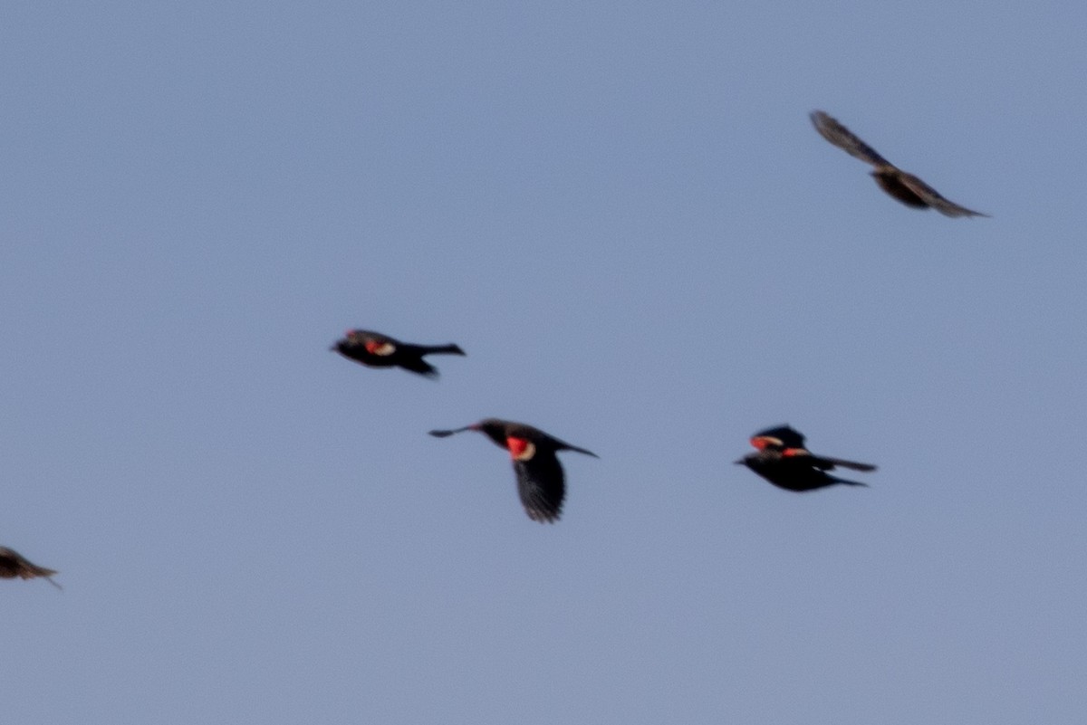 Tricolored Blackbird - ML641051440