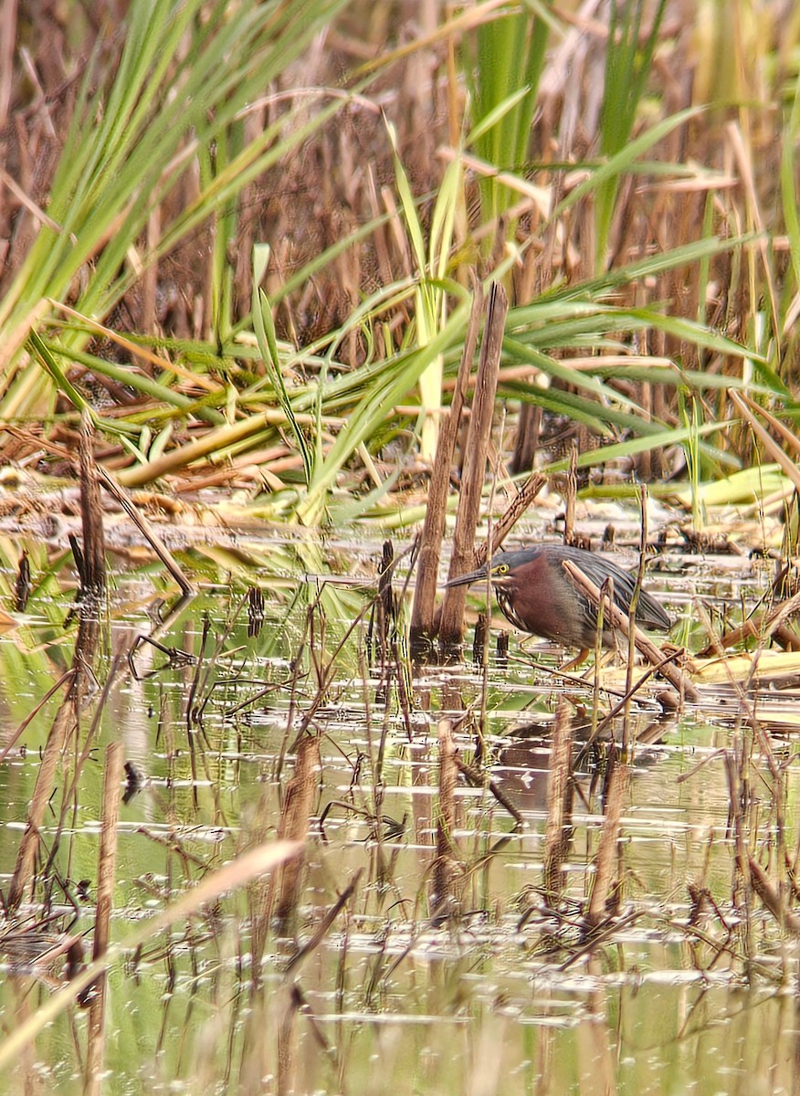 Green Heron - ML641051443