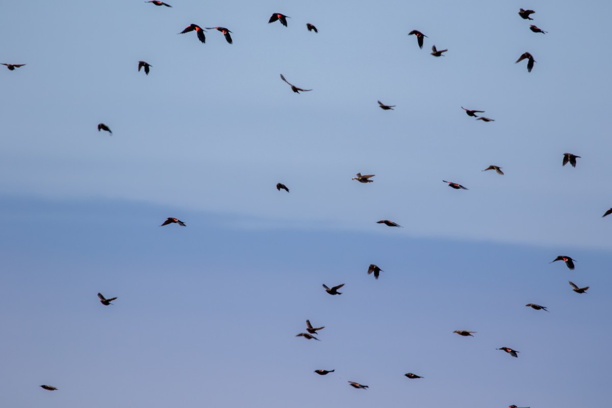 Tricolored Blackbird - ML641051449