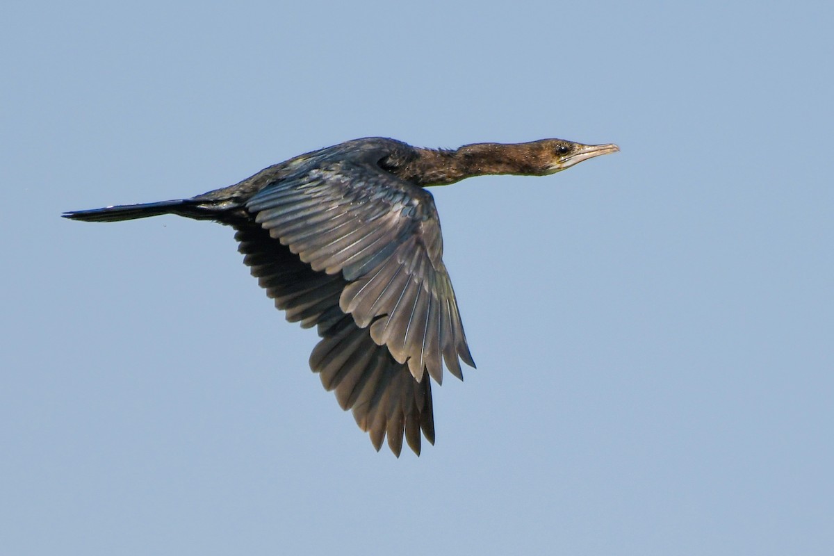 Little Cormorant - ML641051470