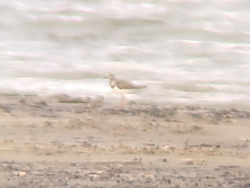 Ruddy Turnstone - ML641051474