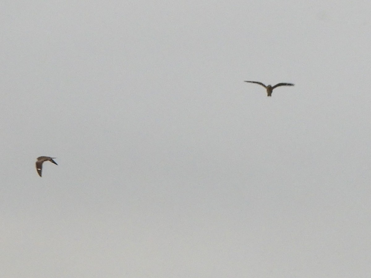 Common Nighthawk - ML641051481
