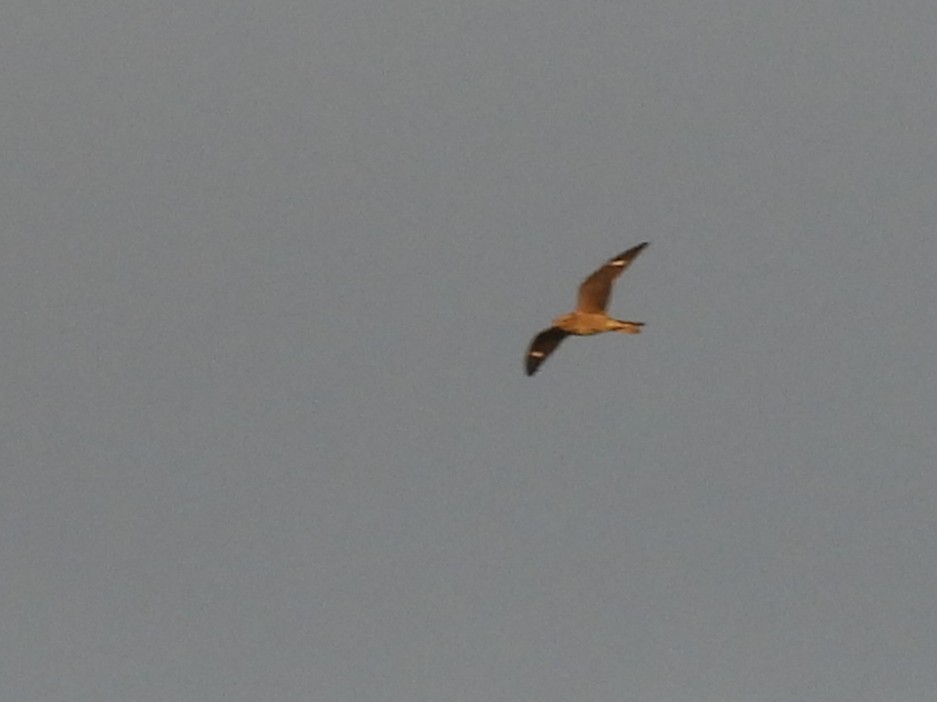 Common Nighthawk - ML641051482