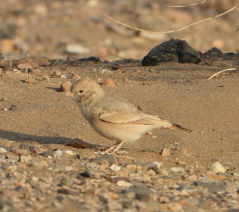 Bar-tailed Lark - ML641051491