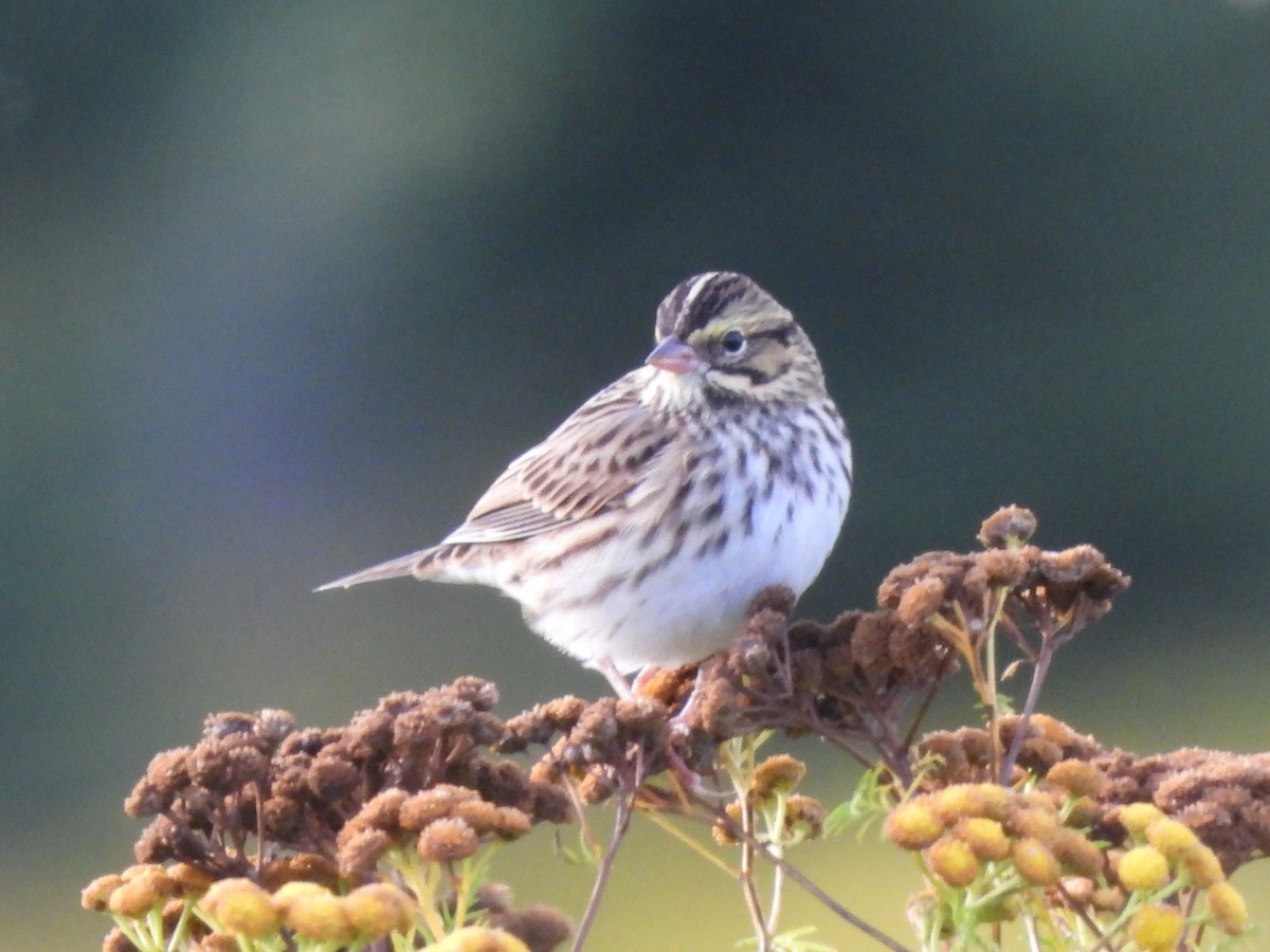Savannah Sparrow - ML641051496