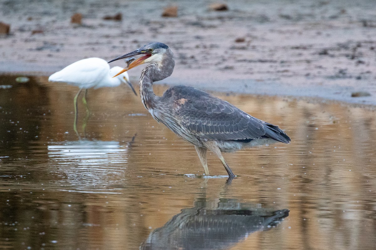 Great Blue Heron - ML641051530