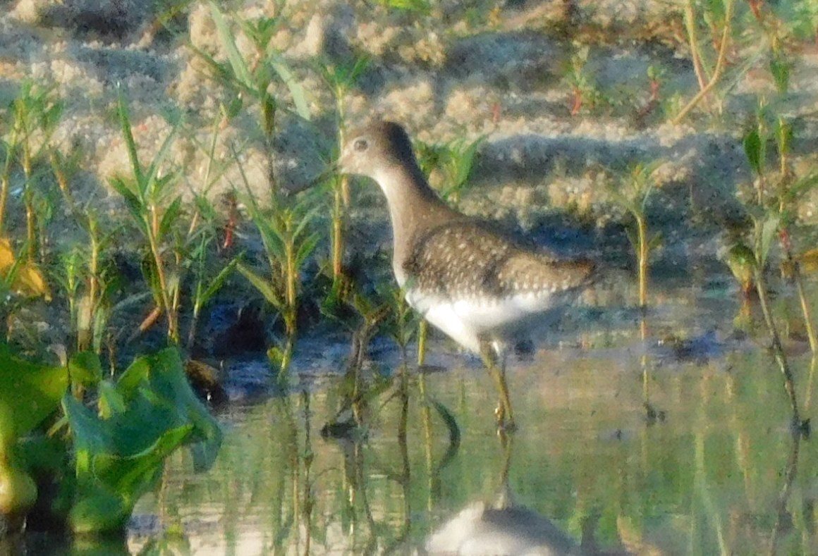 eremittsnipe - ML641051546
