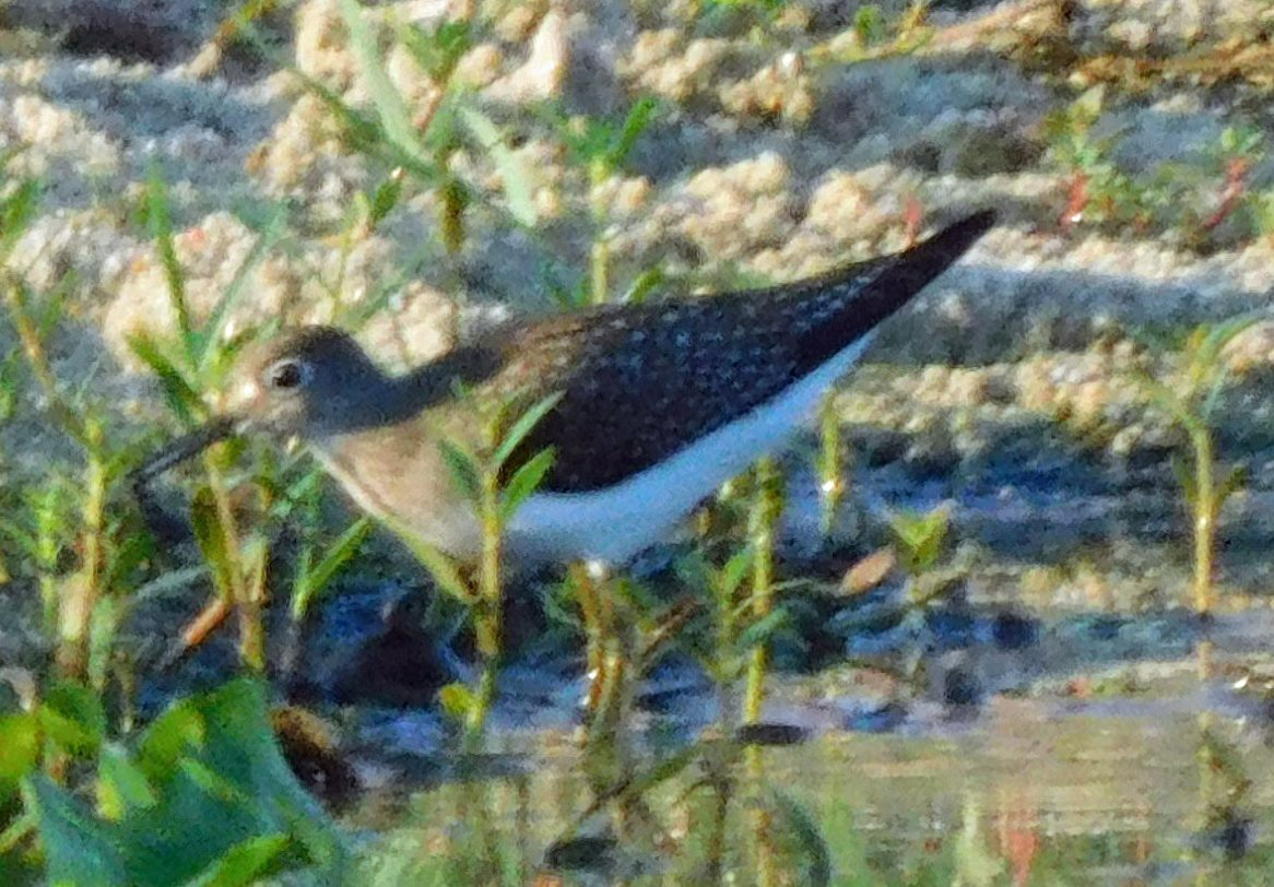 eremittsnipe - ML641051547