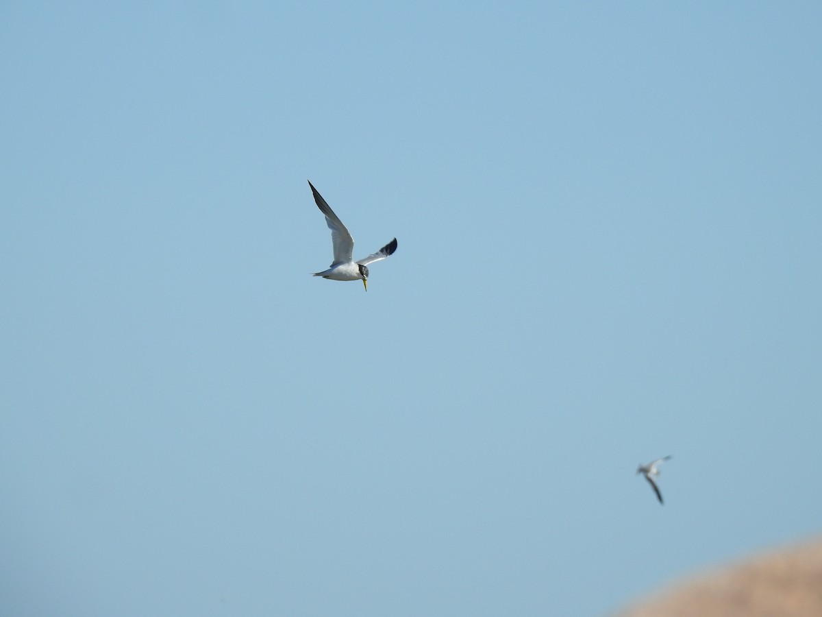 Yellow-billed Tern - ML641051563