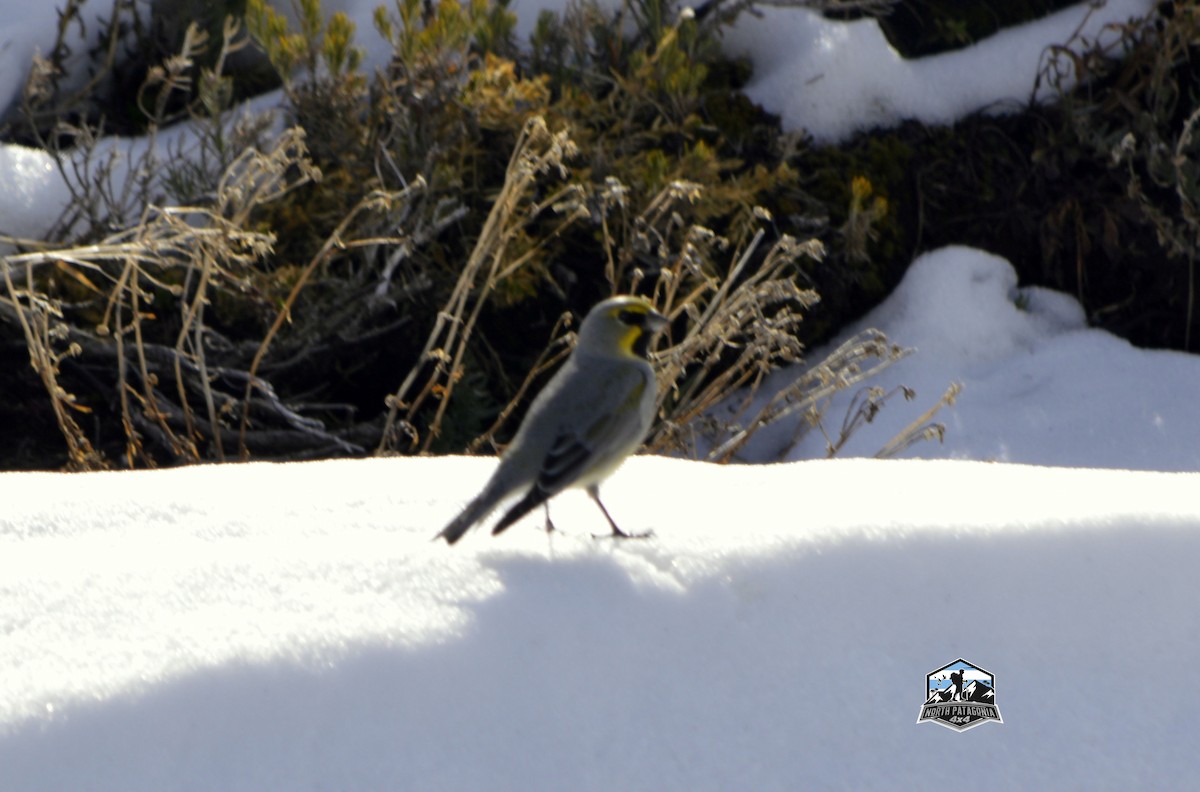 Yellow-bridled Finch - ML641051573
