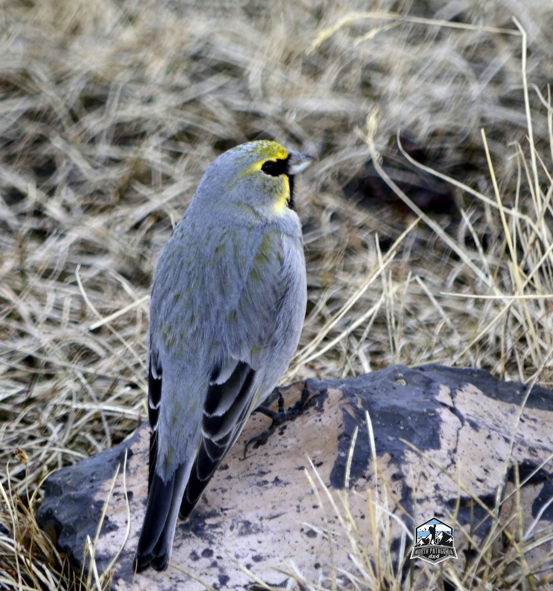 Yellow-bridled Finch - ML641051574