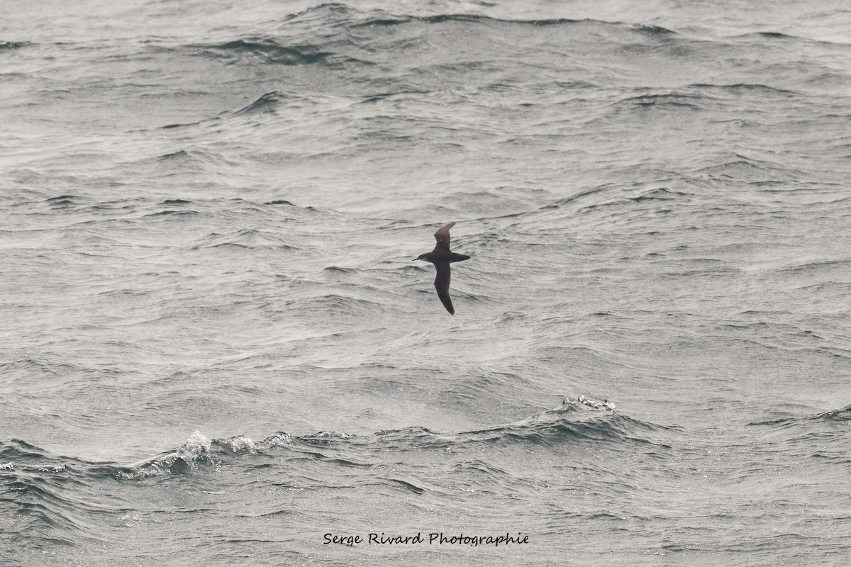 Manx Shearwater - ML641051587