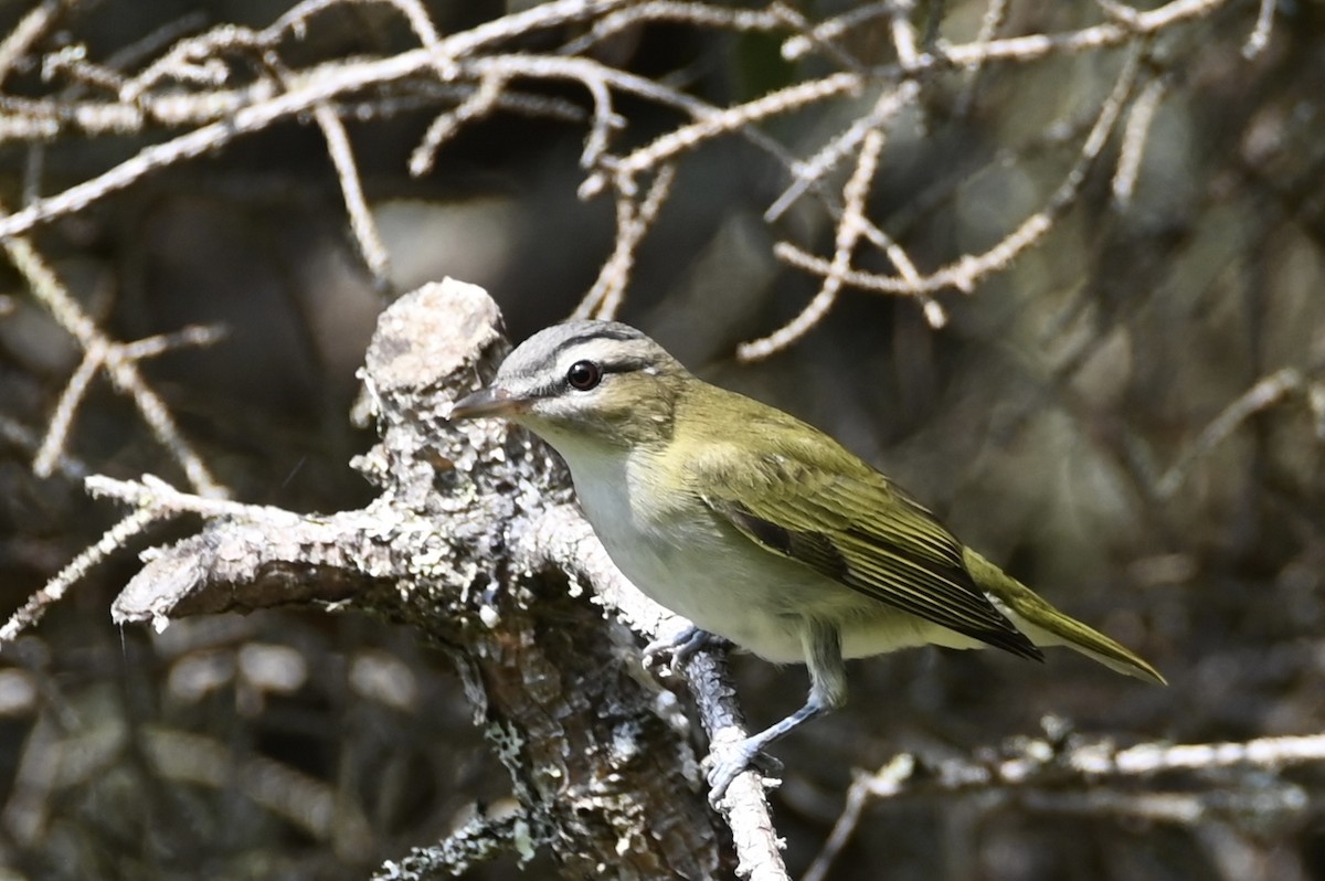 rødøyevireo - ML641051589