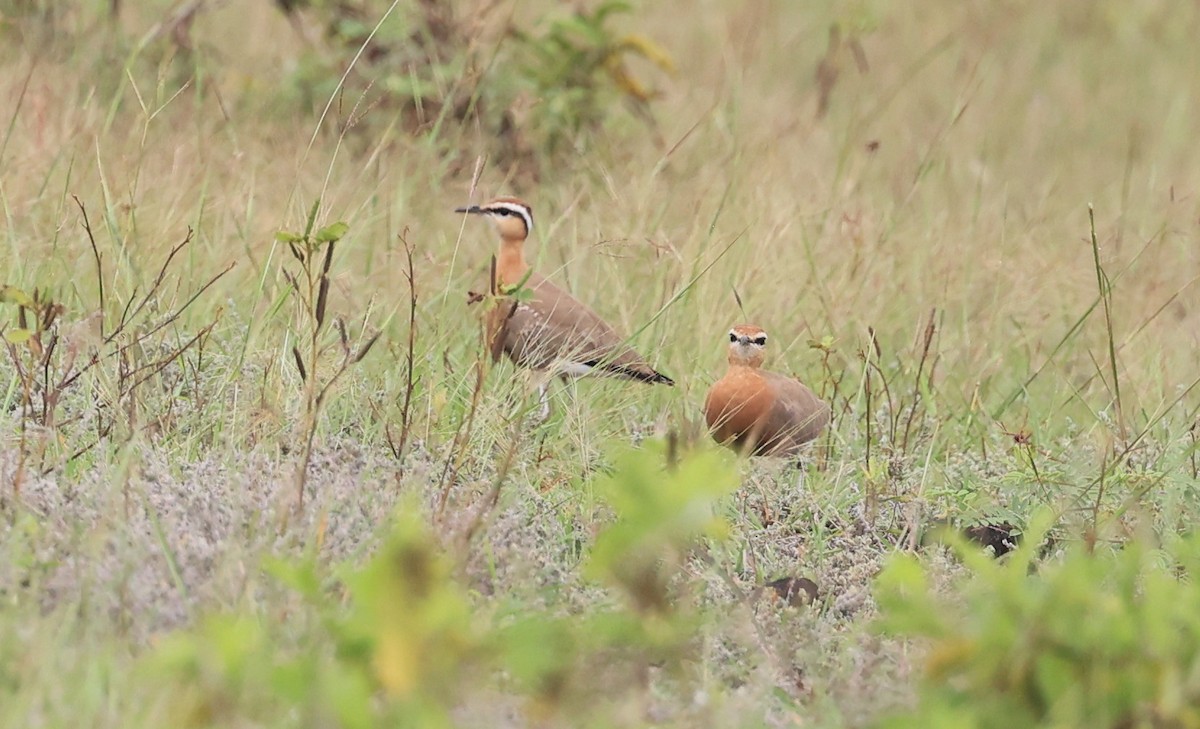 Indian Courser - ML641051599