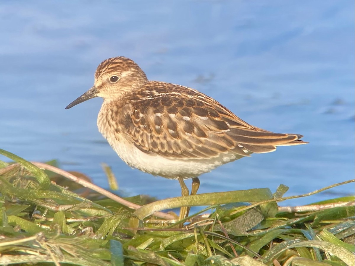 pygmésnipe - ML641051606