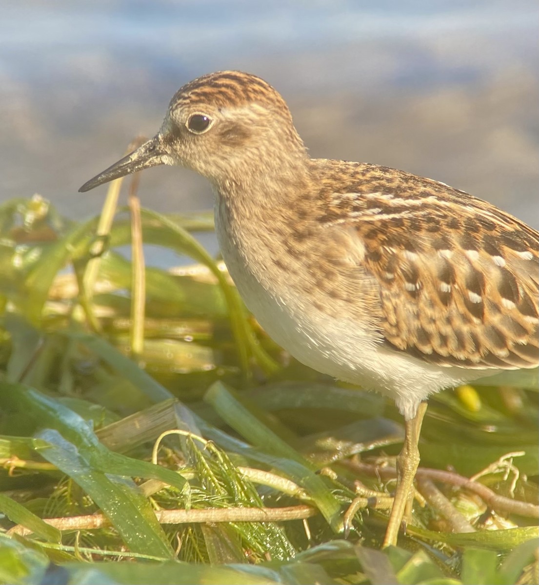 pygmésnipe - ML641051610