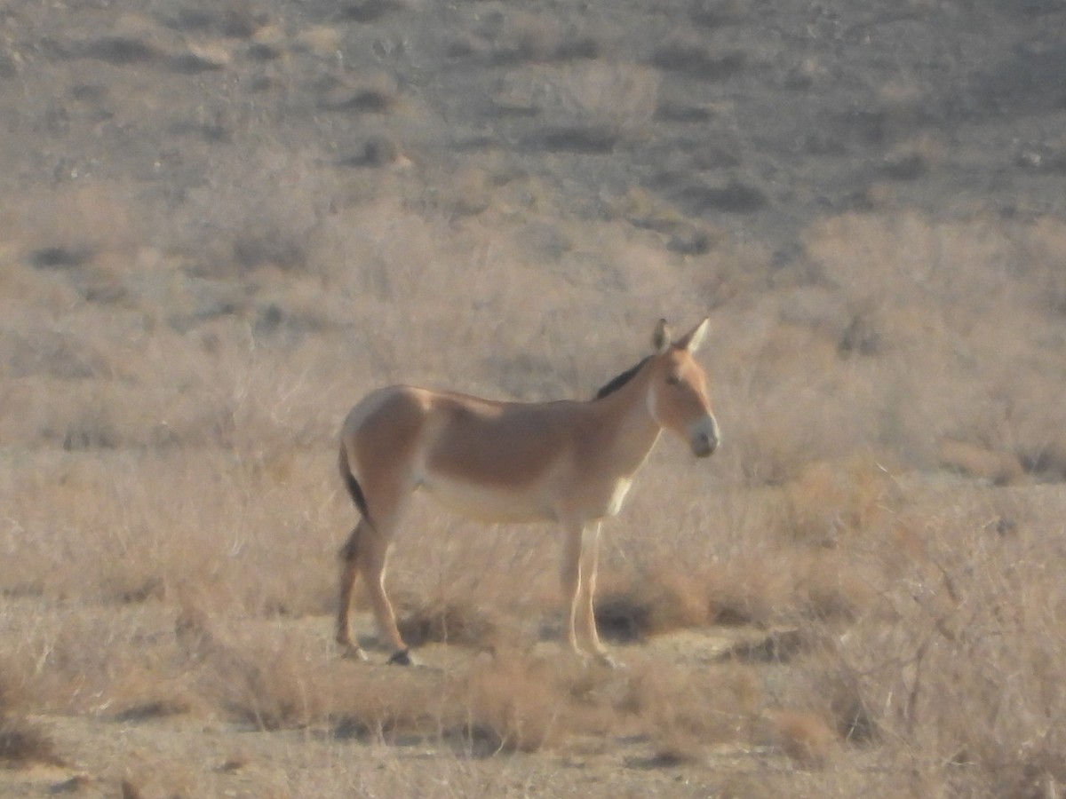 Persian Wild Ass - ML641051625