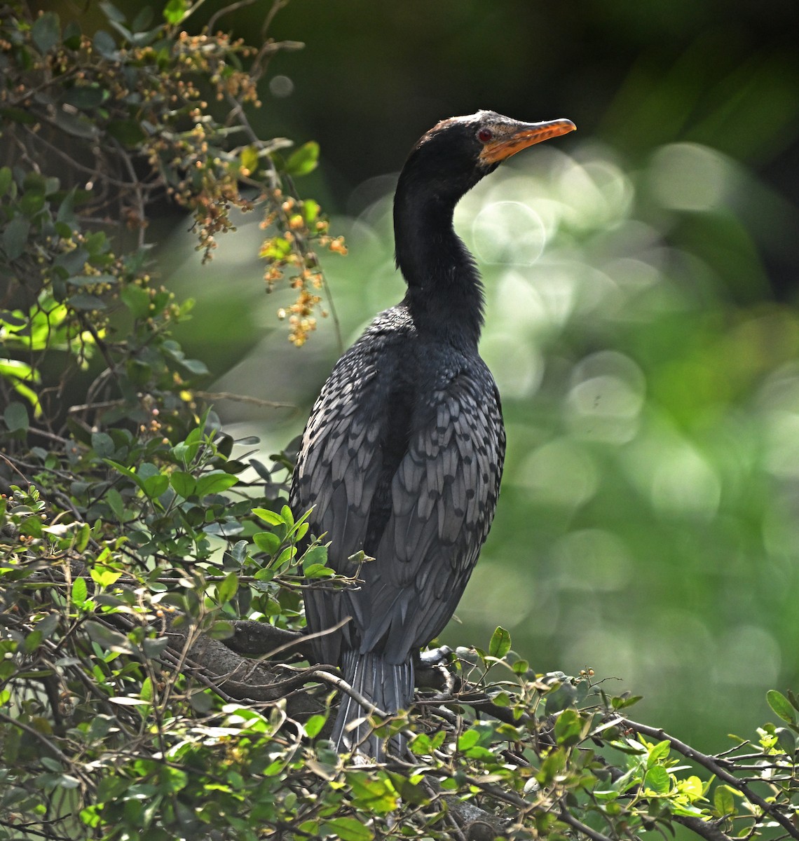 Reed Cormorant - ML641051643