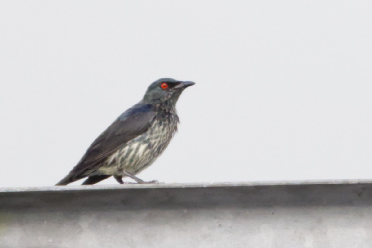 Asian Glossy Starling - ML641051663