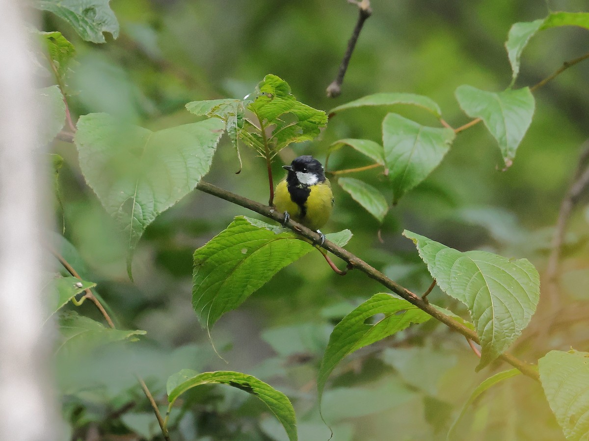Green-backed Tit - ML641051676