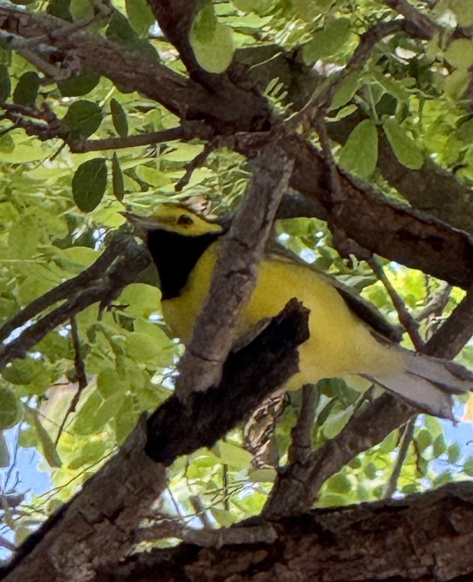 Hooded Warbler - ML641051705