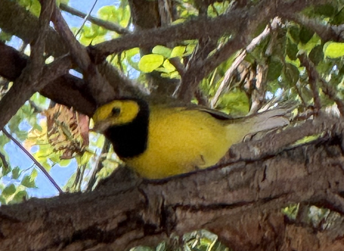 Hooded Warbler - ML641051706