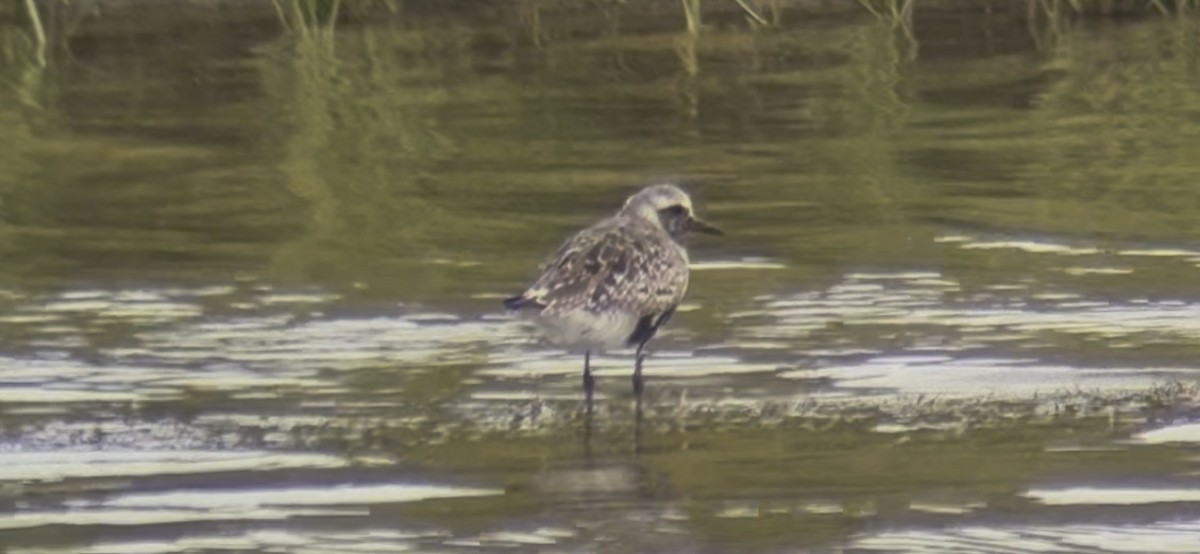 Pivieressa - ML641051724