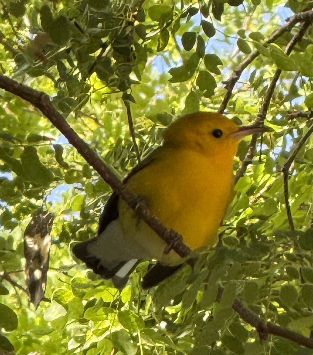 Prothonotary Warbler - ML641051727