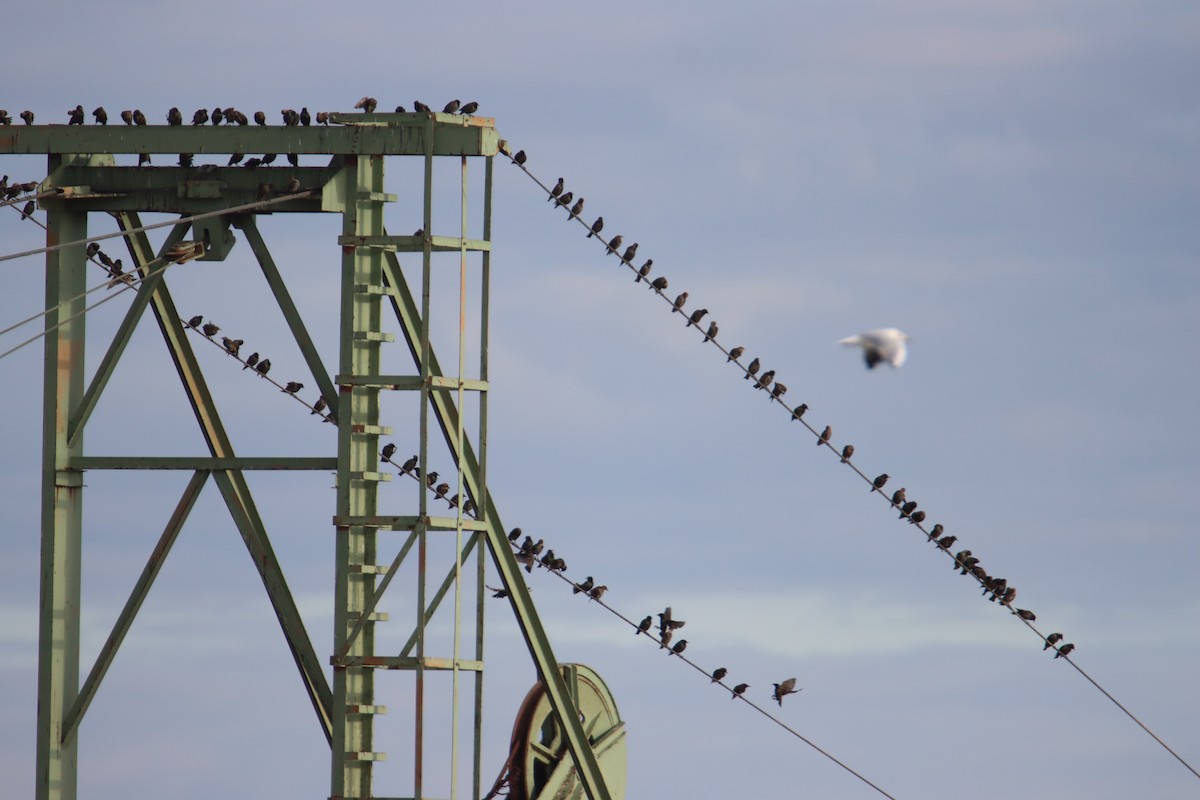 歐洲椋鳥 - ML641051732