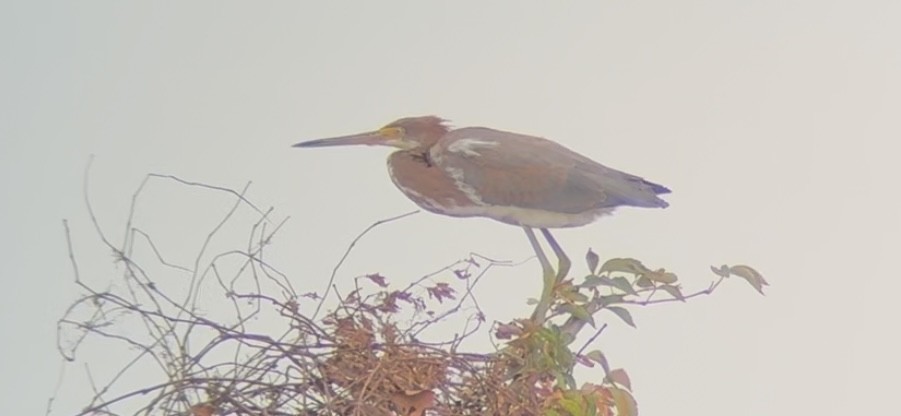 Tricolored Heron - ML641051742