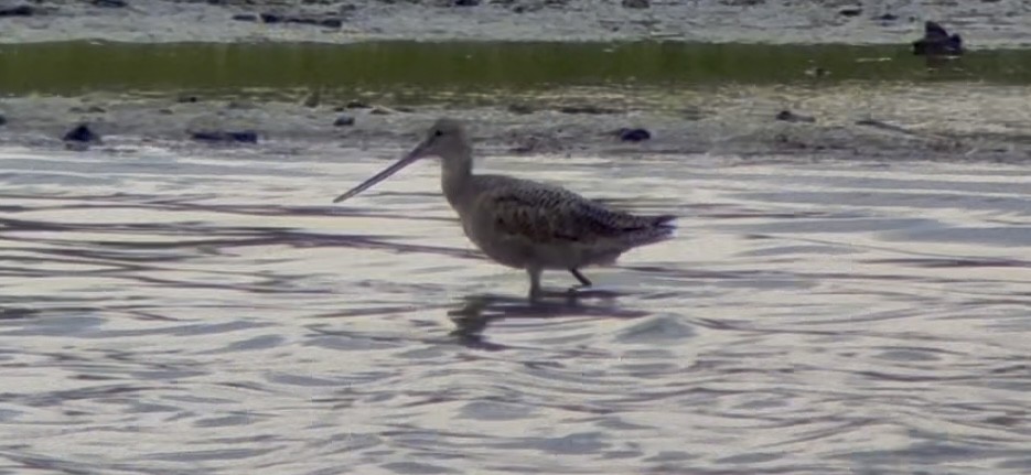 Marbled Godwit - ML641051781