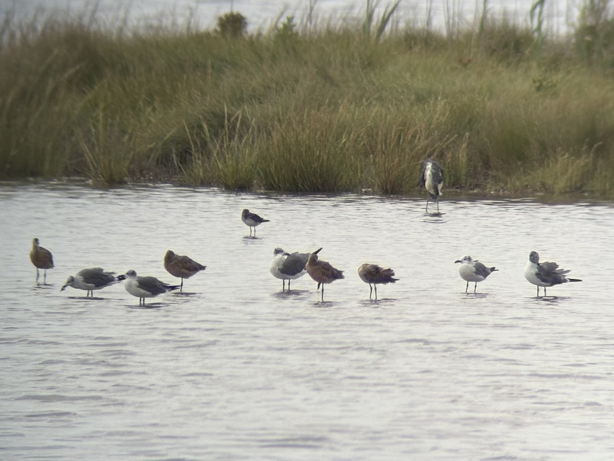 Tricolored Heron - ML641051815