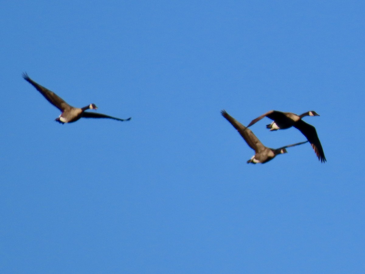 Branta kanadar handia - ML641051820