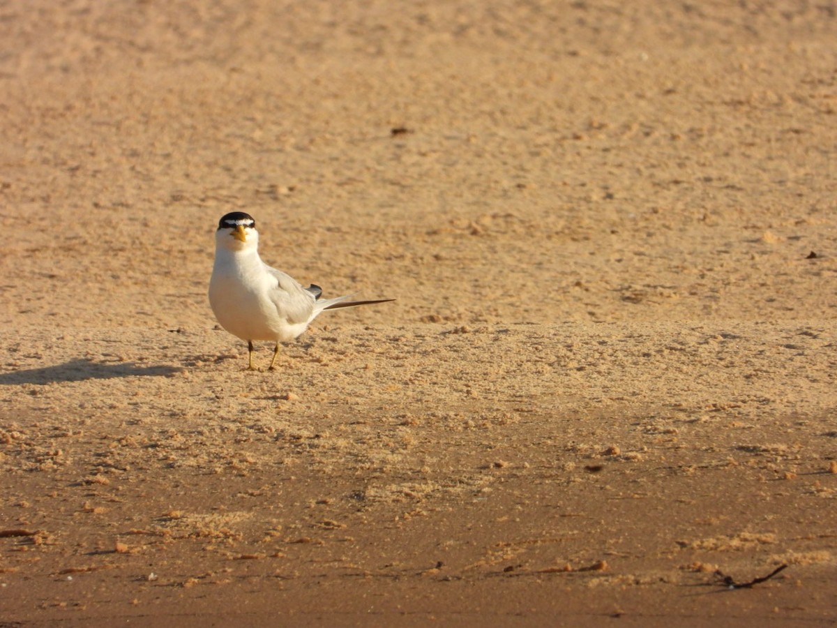 Yellow-billed Tern - ML641051835