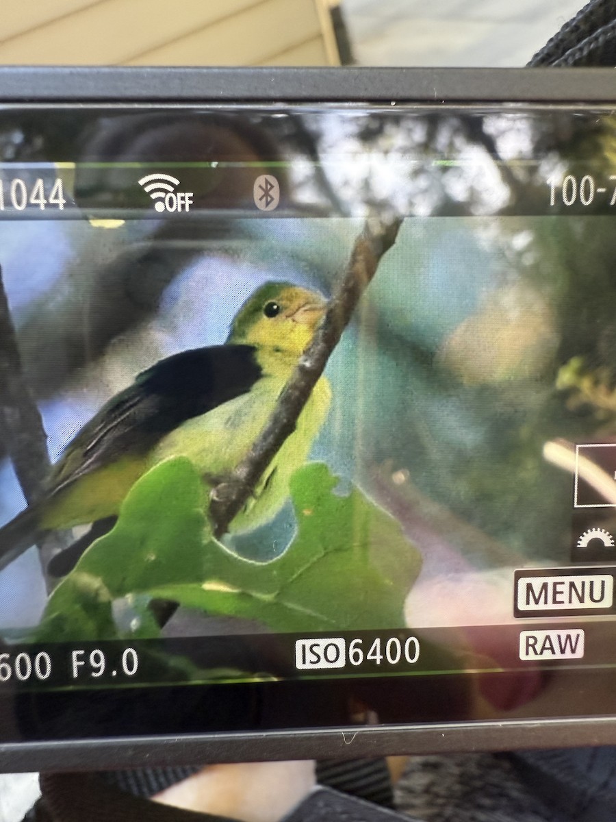 Scarlet Tanager - ML641051879