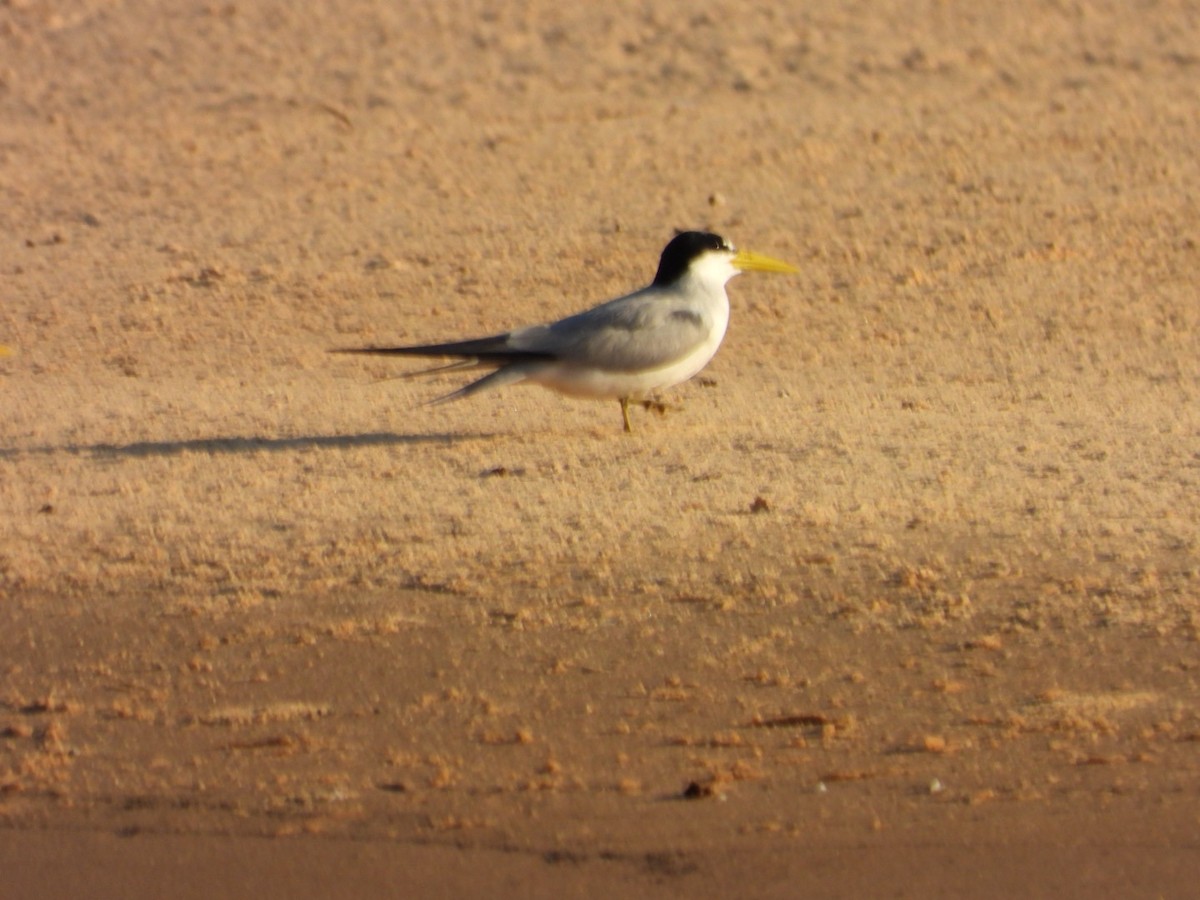 Yellow-billed Tern - ML641051883