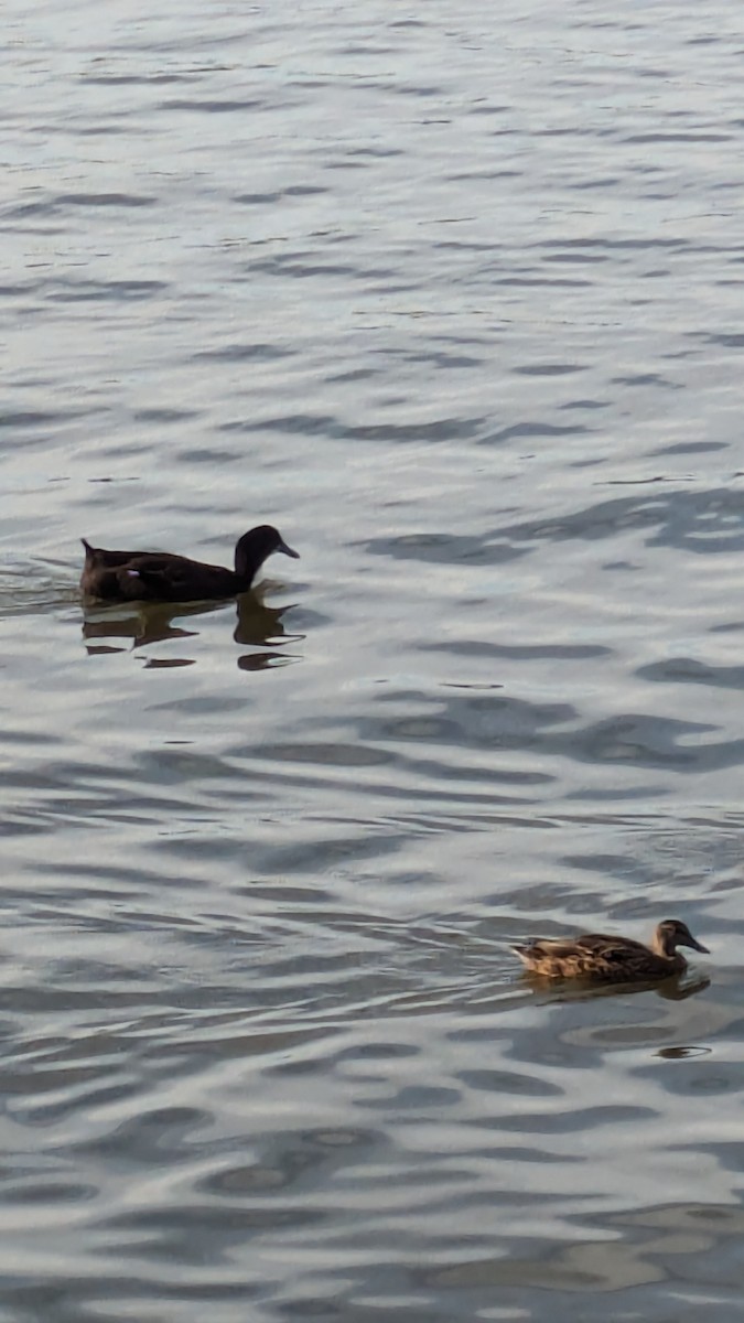 anatidé sp. (canard sp.) - ML641051938