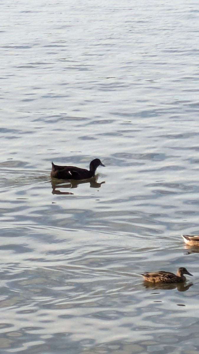 anatidé sp. (canard sp.) - ML641051948