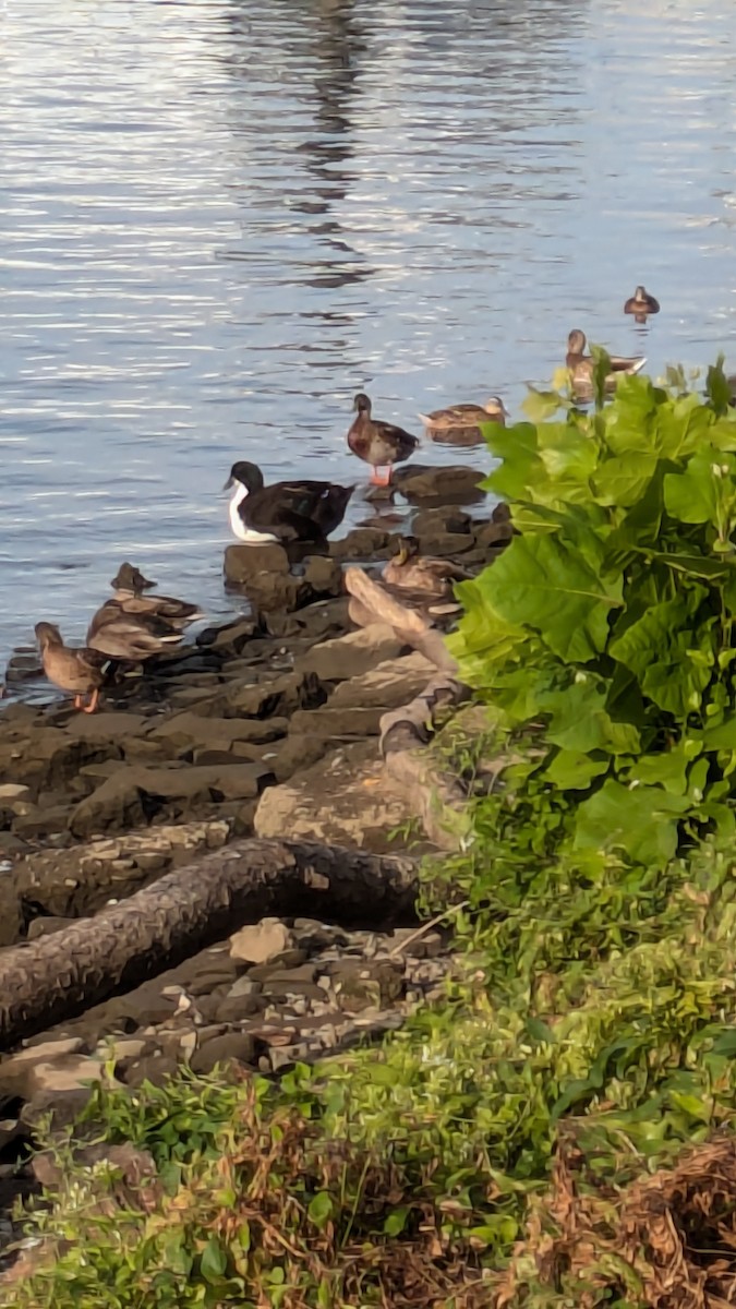 anatidé sp. (canard sp.) - ML641051955