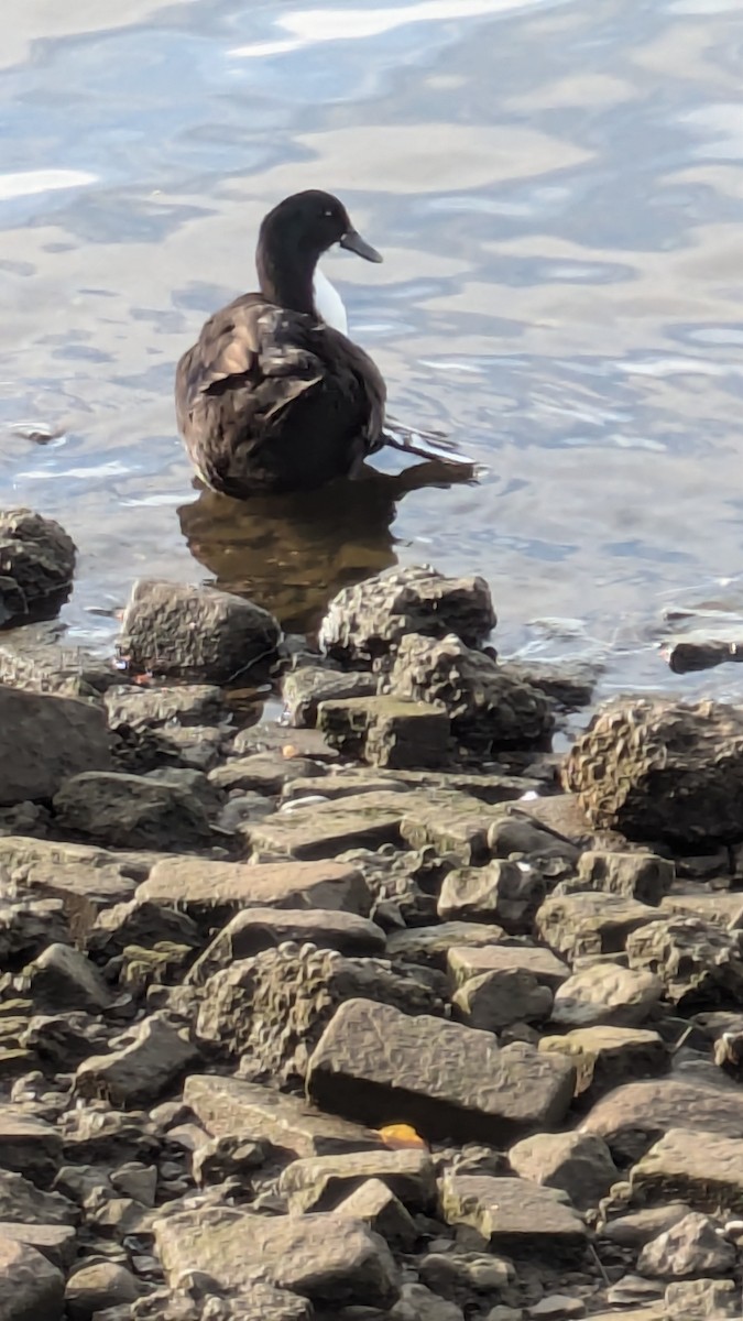 anatidé sp. (canard sp.) - ML641051961