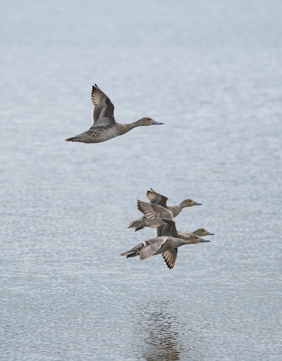 Northern Pintail - ML641051965