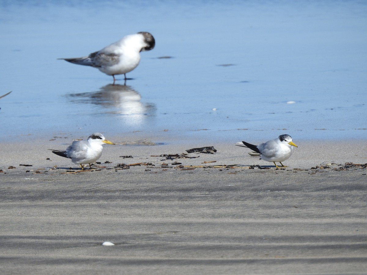Yellow-billed Tern - ML641051968
